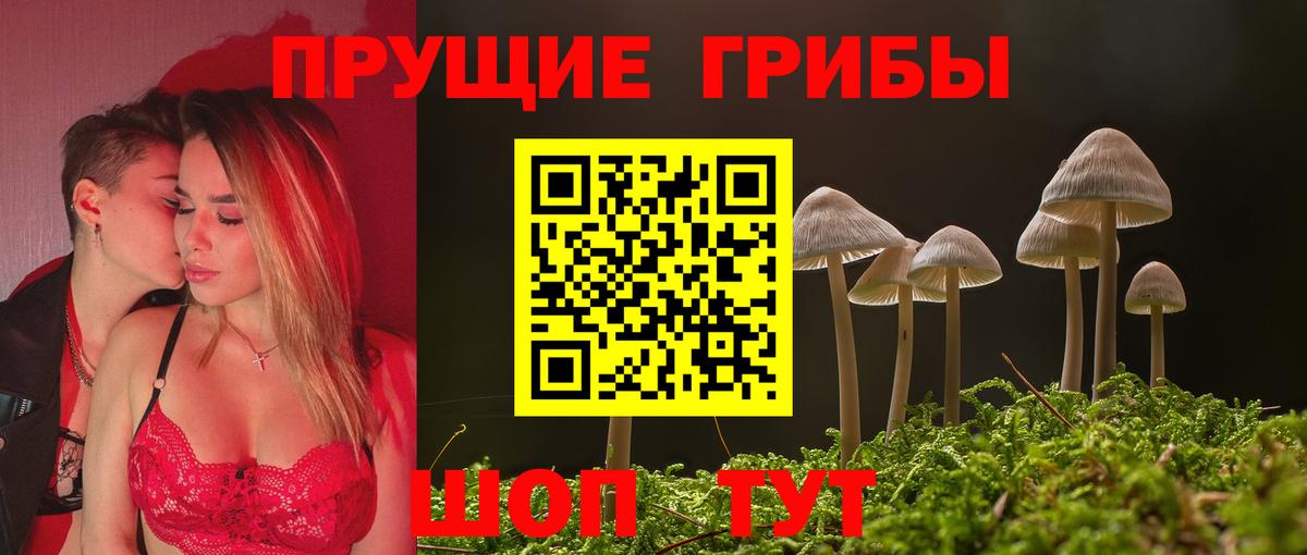 Псилоцибиновые грибы Psilocybine cubensis Горно-Алтайск